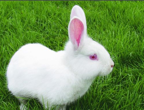 兔子一般多长时间会长大 