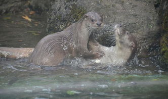 台北动物园水獭兄妹野地求生 合力打带跑求脱身