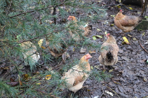 以前很火的树林下养鸡,鸡能让森林变荒漠 为什么越来越少了
