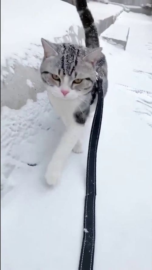 猫虚假的铲屎官,你确定不是来看雪是来遛猫的 