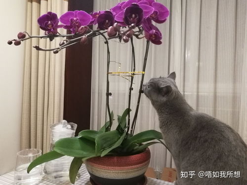 蓝猫短腿为什么比长腿的贵 