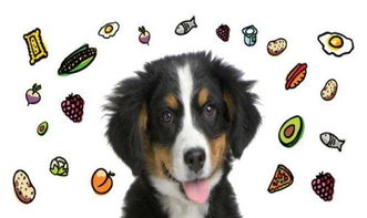 这几种食物已拉入宠物营养师的 黑名单 千万不要再给狗狗吃了