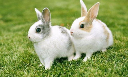 兔子跺脚是什么意思 