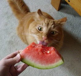 猫偷吃西瓜被发现,男子将猫拎起来时,忍不住笑喷 猫咪到底能不能吃西瓜