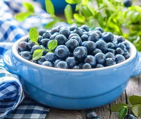 蓝莓有多少品种,蓝莓有多少品种