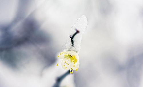 半生雪励志版整首_半生雪说的什么？