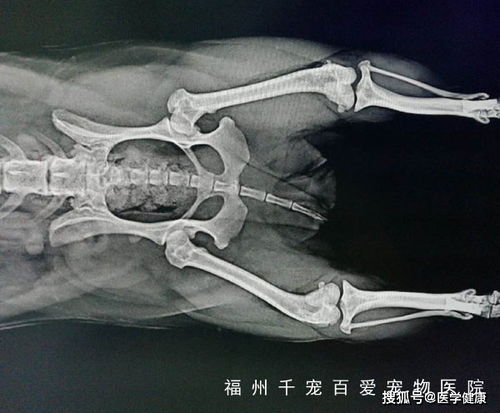 狗狗髌骨脱位有哪几种情况 手术是治疗狗狗根治髌骨脱位的唯一方式