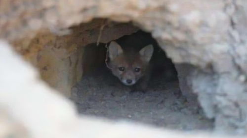 狐狸都喜欢住在墓地里 真的要成精了吗,动物专家说出其中原因 