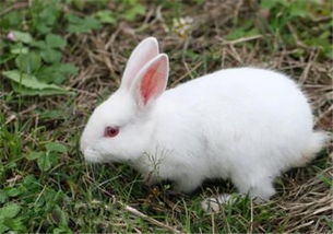 兔子有哪些特点 