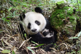 世界自然保护联盟 大熊猫不再濒危 
