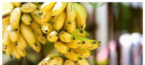 买香蕉只会看大小 老果农教你4招,保证买的香蕉又香又糯