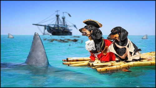 这样当海盗的狗 ,你见过嘛 加勒比海盗6之狗子宝藏 