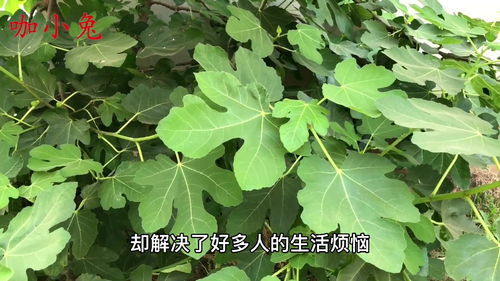 农村不起眼的无花果叶,它有女性用途与价值 懂的人当宝一样 