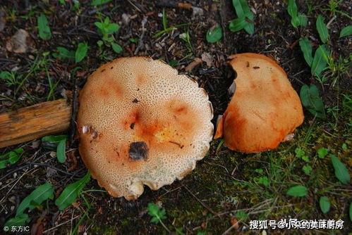 如何分辨蘑菇是否有毒 是不是越漂亮的越不能吃