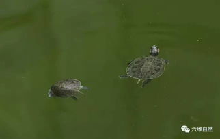 外来物种巴西龟无情咬死同类小龟,只咬死却不吞食 