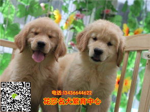 北京哪里有金毛幼犬出售 金毛北京哪里有金毛幼犬出售 金毛哪里的纯种健康 金毛幼犬多少钱 金毛价格的纯种健康 金毛幼犬多少钱 金毛价格