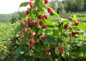 树莓的种植方法和时间适合在什么时候种植,叮康树莓树苗怎样栽种？
