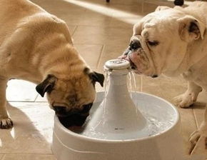 狗狗喝自来水有问题吗 喝烧开的好还是矿泉水好呢
