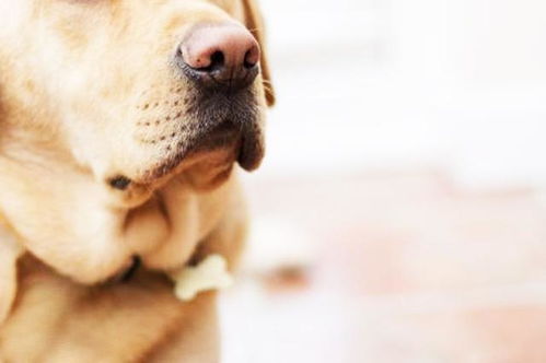 老年犬死亡的主要原因,6种狗狗常见的癌症