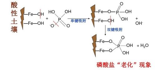 土壤全磷测定加盐酸的作用是什么(土壤全磷测定加盐酸的作用是什么意思)