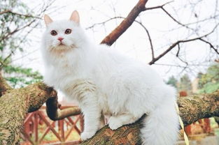宠物知识 长毛猫的毛球症会比短毛猫的严重吗 哪种猫咪的毛球症比较严重