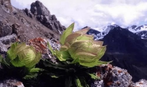 植物医生 相见恨晚的美白植物 高山雪莲