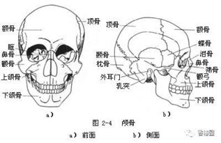 牛身体的各个部位名称 搜狗图片搜索