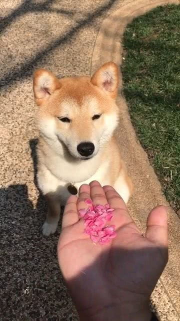 樱花和柴犬最配了 