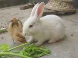 小白兔 草食性脊椎动物
