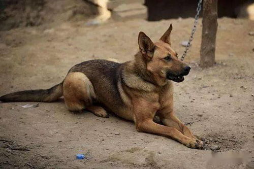 狼犬土狗的混血,每天定时出门,定时回家,主人跟去看泪流满面 老奶奶 