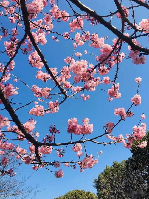 樱花树怎么栽容易成活 樱花栽植的注意事项