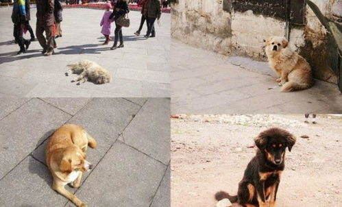 双目失明的小狗和妈妈生活在废院中,他想救小狗,母犬却不让靠近