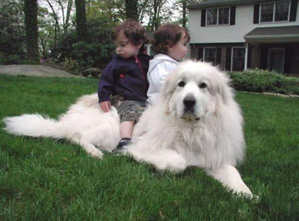 你若想养只忠诚的狗,萌萌的大白熊犬,是当今世界上最忠诚的狗