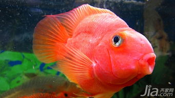 红鹦鹉鱼的招财风水 红鹦鹉鱼的饲养和价格