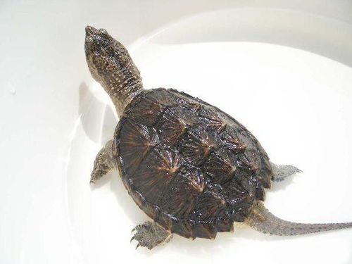 我在水库捉到只乌龟,听别人说是鳄鱼龟,但不知道是鳄龟的什么品种,知道的请告诉我下谢谢 
