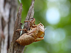孕妇能吃蚕蛹吗，孕妇可以吃蚕蛹吗