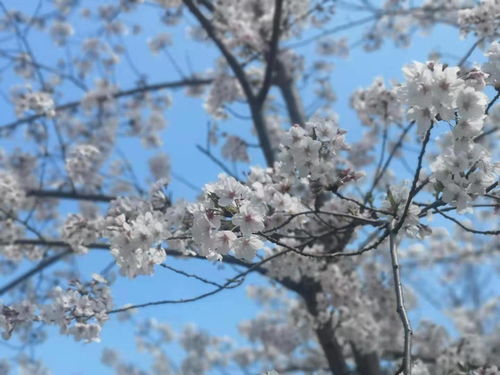 在簌簌掉落的樱花雨里浪漫开跑,上海樱花节女子10公里精英赛今开启