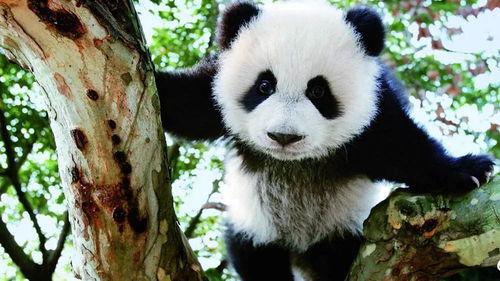 2020年最冷知识 中国有两种大熊猫,一种像熊,一种像猫