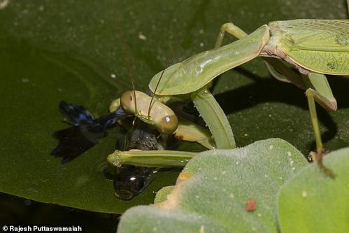 螳螂还会捕鱼 天上飞的水里游的都可以成为猎物 