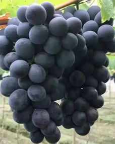 葡萄种植技术:如何让葡萄果实膨大,如何让葡萄高效着色、增甜、膨果