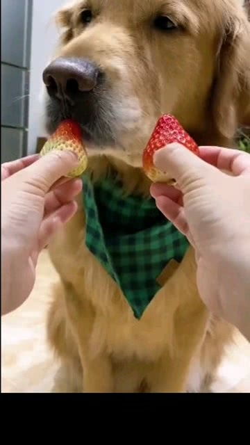 狗狗可以吃草莓吗,泰迪狗狗可以吃草莓吗