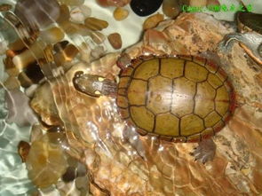极品火焰龟和普通火焰龟,火焰龟为什么有的发红有的发黄？