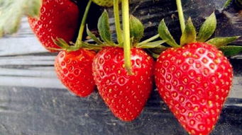 怎么使草莓早开花,草莓温度多少开花啊