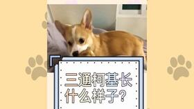 暗区突围柴犬解说柴犬是土狗吗 