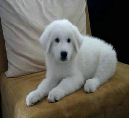 图 大型犬有哪些品种 大白熊是大型犬吗 广州宠物狗 