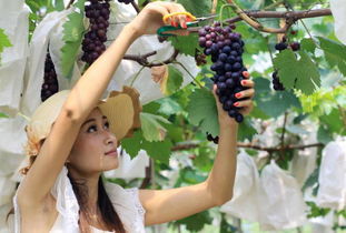 无锡这种水果大量上市,夏天吃竟有10大好处 错过采摘要等明年 