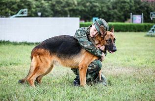 张馨予被狼狗咬伤,胳膊5处淤青手掌划破,打狂犬疫苗 