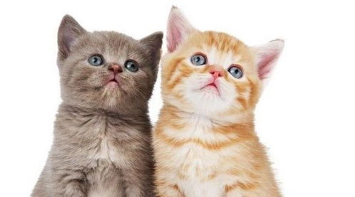 猫咪飞机耳是什么意思 三种意思不可错过