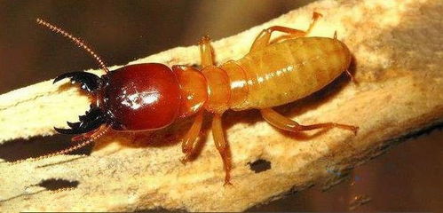预防白蚂蚁,装修木材选择知识