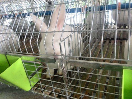 养兔用饮水碗 贵州新型养兔用饮水碗价格多少钱 绿创畜牧设备 